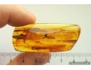 Nice Termite Isoptera. Fossil inclusion in Baltic amber #13330