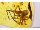 Spider Araneae Synotaxidae Acrometa. Fossil inclusion Baltic amber #13344