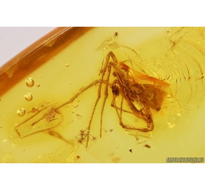 Spider Araneae Synotaxidae Acrometa. Fossil inclusion Baltic amber #13345