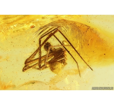 Rare Scaffold web Spider Nesticidae. Fossil inclusion Baltic amber #13346