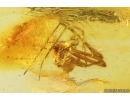 Rare Scaffold web Spider Nesticidae. Fossil inclusion Baltic amber #13346