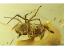 Rare Spider Theridiidae Pseudoteutana stigmatosa. Baltic amber stone #13347