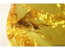 Two Wasps Hymenoptera. Fossil insects Baltic amber #13349