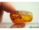 Wasp Hymenoptera. Fossil insect Baltic amber #13350