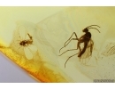 Rare Wasp Hymenoptera, Whitefly Aleyrodidae and More. Fossil inclusions Baltic amber #13353