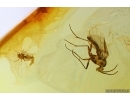 Rare Wasp Hymenoptera, Whitefly Aleyrodidae and More. Fossil inclusions Baltic amber #13353