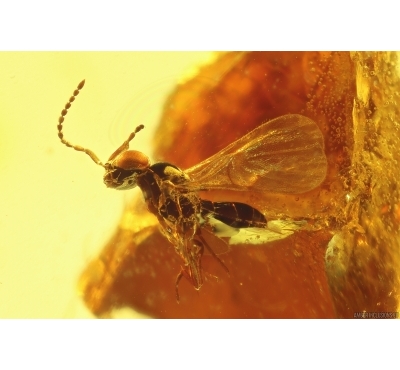 Wasp Hymenoptera, Mite Acari and More. Fossil inclusions Baltic amber #13355