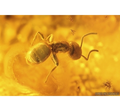 Ant Formicidae Ctenobethylus goepperti and Spider Araneae. Fossil inclusions in Nice Ukrainian Rovno amber stone #13357R