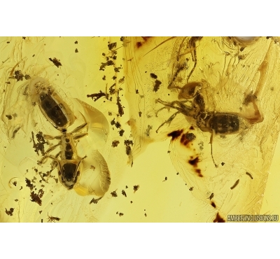 3 Ants Formicidae Ctenobethylus goepperti and Spider Araneae. Fossil inclusions Baltic amber #13359