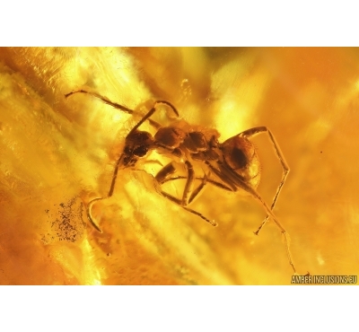 Ant Formicidae Formica Flori and Fly. Fossil inclusions in Very Nice Big 77g! Ukrainian Rovno amber stone #13361R