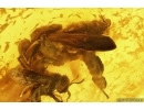 Two Rare Honey Bees, Apoidea. Fossil insects Baltic amber #13363