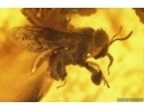 Two Rare Honey Bees, Apoidea. Fossil insects Baltic amber #13363