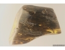 Nice Big 35 mm Wood fragment. Fossil inclusion Baltic amber stone #13365