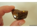 Nice Big 35 mm Wood fragment. Fossil inclusion Baltic amber stone #13365