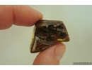 Nice Big 35 mm Wood fragment. Fossil inclusion Baltic amber stone #13365