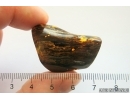 Nice Big 35 mm Wood fragment. Fossil inclusion Baltic amber stone #13365