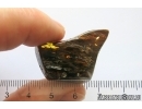 Nice Big 35 mm Wood fragment. Fossil inclusion Baltic amber stone #13365