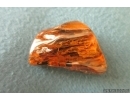 Nice Big 35 mm Wood fragment. Fossil inclusion Baltic amber stone #13365