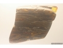 Nice Big 40 mm Wood fragment. Fossil inclusion Baltic amber stone #13366