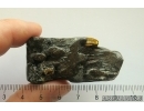 Very Nice Big 58mm Wood fragment. Fossil inclusion Baltic amber stone #13367