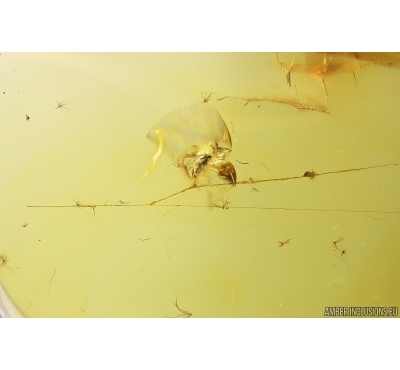 Spider Web and Gnat. Fossil inclusions Baltic amber #13368