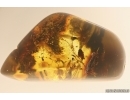 Fossil inclusion in nice spider web! Ukrainian Rovno amber stone #13369R