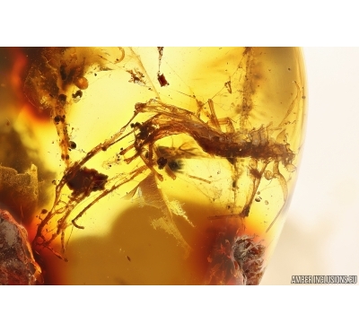 Fossil inclusion in nice spider web! Ukrainian Rovno amber stone #13369R