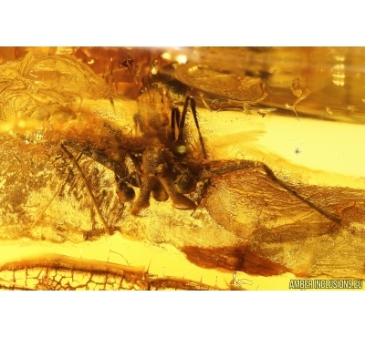 Rare Dawn Spider Archaeidae Paradoxa. Fossil inclusion Baltic amber #13370