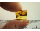 Rare Dawn Spider Archaeidae Paradoxa. Fossil inclusion Baltic amber #13371