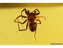 Very Nice Spider Araneae. Fossil inclusion Ukrainian Rovno amber #13372R