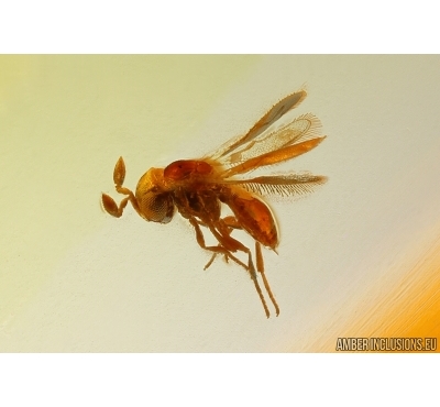 Rare Parasitic Wasp and Tumbling Flower Beetle Mordellidae. Fossil inclusions Ukrainian Rovno amber #13373R