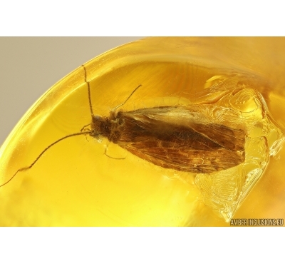 Nice Caddisfly Trichoptera and Rare Biting midge Ceratopogonidae. Fossil inclusions Ukrainian Rovno amber #13374R