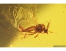 Nice Caddisfly Trichoptera and Rare Biting midge Ceratopogonidae. Fossil inclusions Ukrainian Rovno amber #13374R