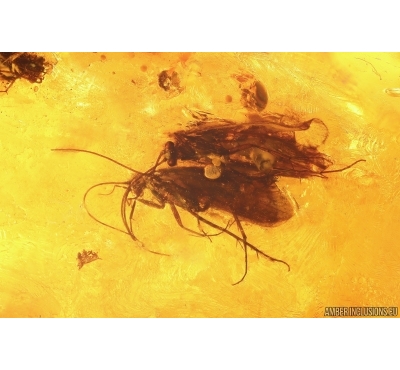 3 Caddisflies, Spider, Beetle and More. Fossil inclusions in Big 40g! Baltic amber stone #13375