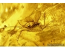 Ant-Like Stone Beetle Staphylinidae Scydmaeninae and More. Fossil inclusions Ukrainian Rovno amber #13378R