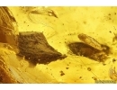 Ant-Like Stone Beetle Staphylinidae Scydmaeninae and More. Fossil inclusions Ukrainian Rovno amber #13378R