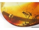 Ant Formicidae Dolichoderus and More. Fossil inclusions Ukrainian Rovno amber #13381R