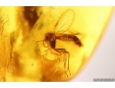 Muscoid fly Acalyptratae and More. Fossil insects Baltic amber #13392