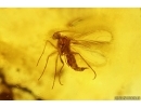 Muscoid fly Acalyptratae and More. Fossil insects Baltic amber #13392