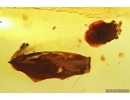 Nice Lives and Midge. Fossil inclusions Baltic amber #13396