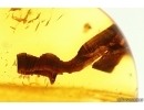 Nice Lives and Midge. Fossil inclusions Baltic amber #13396