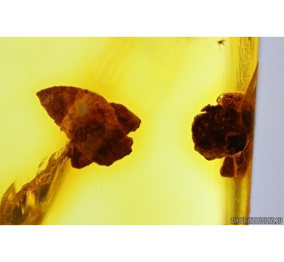 Two Flowers. Fossil inclusions in Baltic amber stone #13398