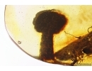 Nice Plant, probably Mushroom and Ant. Fossil inclusions Baltic amber #13399