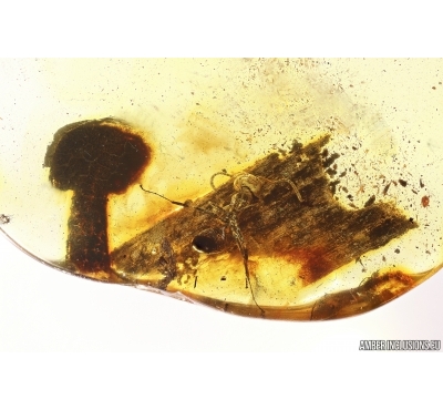 Nice Plant, probably Mushroom and Ant. Fossil inclusions Baltic amber #13399
