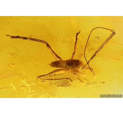 Cricket Orthoptera. Fossil insect in Baltic amber #13400