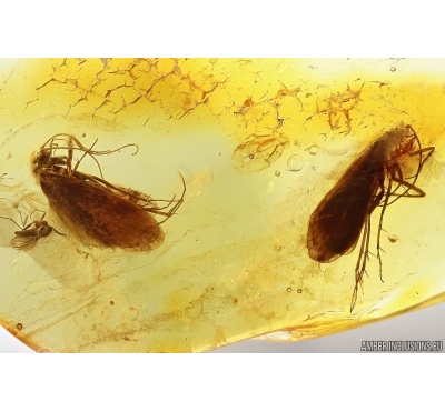 Two Caddisflies Trichoptera and More. Fossil inclusions Baltic amber #13401