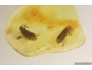 Two Caddisflies Trichoptera and More. Fossil inclusions Baltic amber #13401