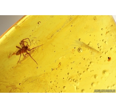 Spider Araneae and More. Fossil inclusions Baltic amber #13402