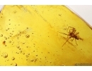 Spider Araneae and More. Fossil inclusions Baltic amber #13402