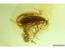 Rare scene Caddisfly Trichoptera with Eggs and More. Fossil inclusions Ukrainian Rovno amber #13403R